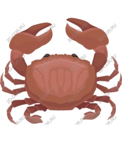  Bright crab