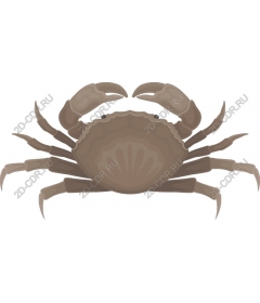 Sea life Crab