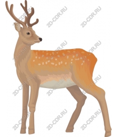 Graceful reindeer