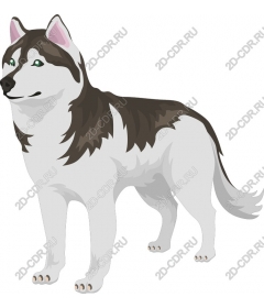  Siberian husky - High quality