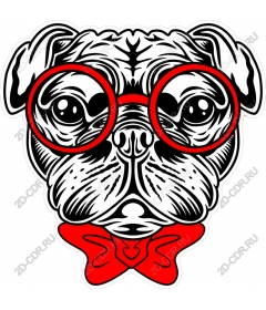Playful pug with glasses