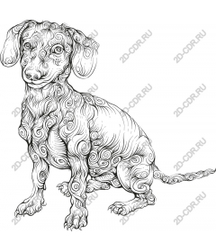  Dachshund Fancy Curl