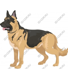  German shepherd