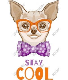  Stay warm Chihuahua