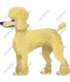  Charming yellow poodle