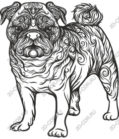  Adorable pug