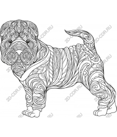  Adorable Shar-Pei
