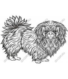  Charming dog breed Pekingese