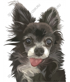 Adorable Chihuahua