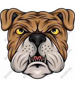 Head ferocious bulldog