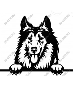  Charming dog