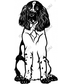 Springer Spaniel