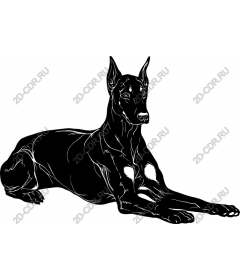Majestic black dog