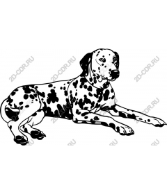 Dalmatian dog