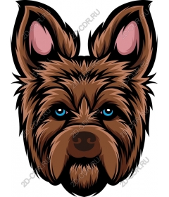  Charming canine companion