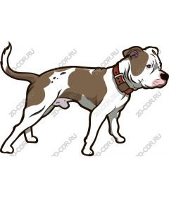 Charming dog