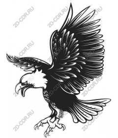  Ferocious eagle in flight - High quality