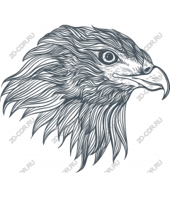 The majestic eagle head