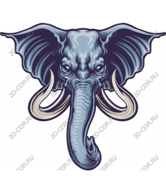 Majestic elephant head