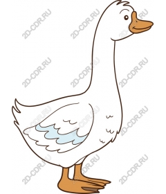  Charming white duck