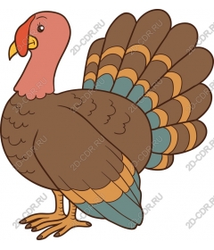  Quirky Turkey