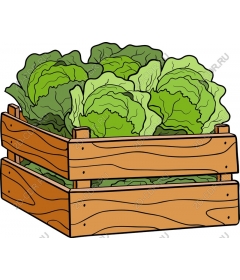  Fresh green salad in a rustic wooden box