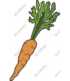  Fresh carrots and