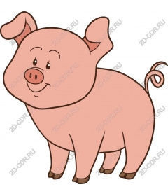 Funny Pig