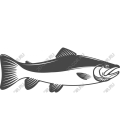  Trout