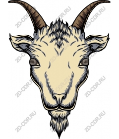  The majestic head of the goat