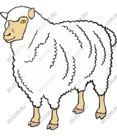  Fluffy sheep