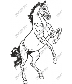 Horse standing on its hind legs