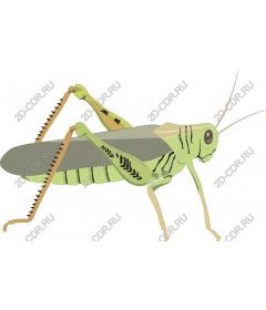  Bright grasshopper