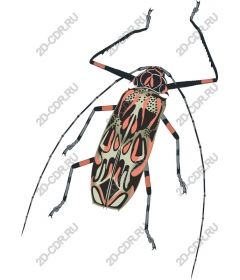  Bright insect