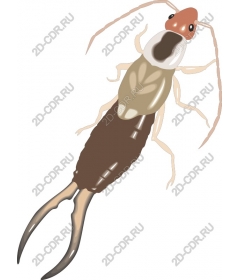  Aquatic insect