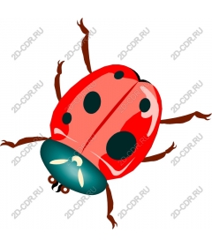  Bright ladybug