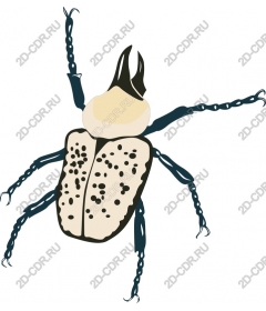  Beetle - insect complex