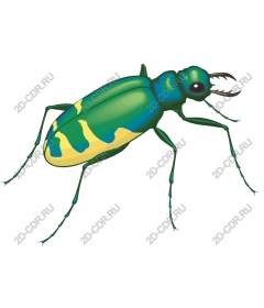  Bright beetle
