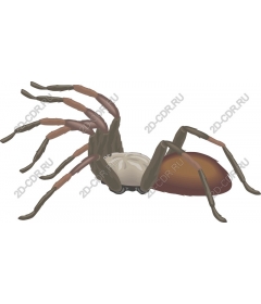  Realistic spider