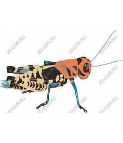  Bright grasshopper