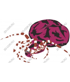  Bright spider