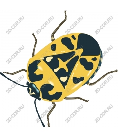  Bright yellow-and-black beetle