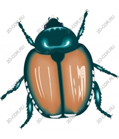  Bright beetle