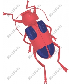  Colorful beetle