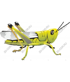  Bright grasshopper