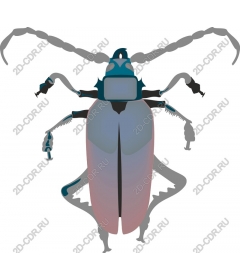 Intricate Beetle