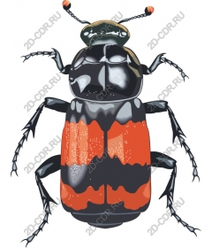  Bright beetle