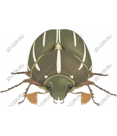 Green beetle and