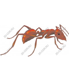  Bright Ant