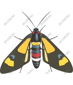  Bright moth